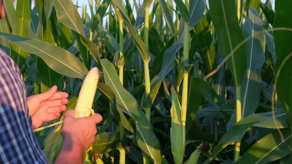 Corn Plantation