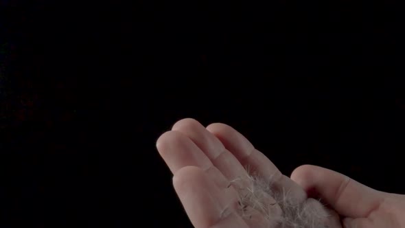 Man Blowing White Fluffy Dandelion Seeds on Isolated Black Background