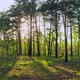 Forest Morning Sun Rays Light Jungle Green Grass Nature Wood Outdoor - VideoHive Item for Sale