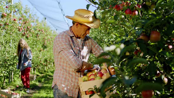 In Front of the Camera Old Man Farmer Collecting