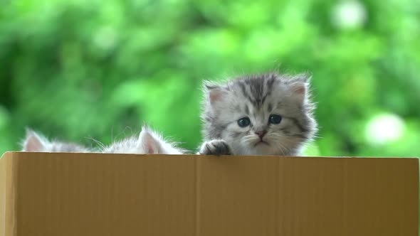 Cute Persian Kitten Playing In A Box