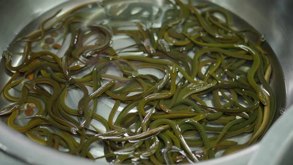 Close Up of Thai Eel Swimming in Bowl in Daily Fish Market Bangkok