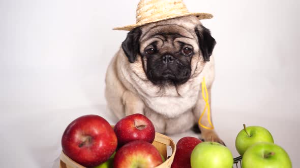 Close Up of Tired Cute Pug with Red and Green Apples on Orange Background