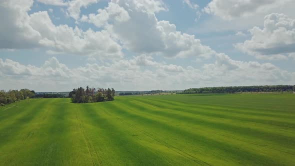 Green Wheat Field