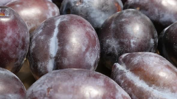 Pile of organic plums from genus Prunus  4K video