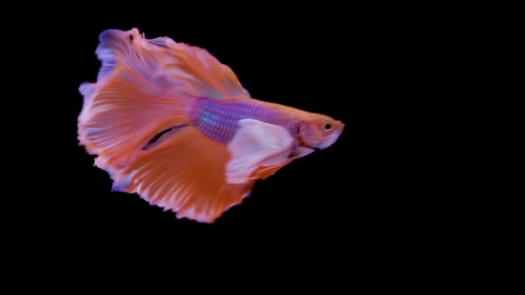 Siamese Elephant Ear Fighting Fish Betta Splendens 05