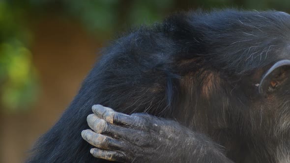 Hand of Chimpanzee