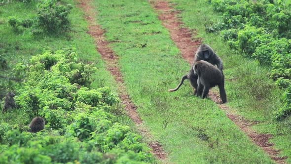 A Pair Of Baboons Mating And Run In The Green Grassland At Aberdare National Park In Kenya - High An