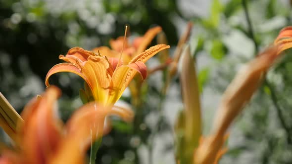 Slow motion of beautiful orange day-lily plant  1920X1080 HD footage -  Close-up of Hemerocallis ful