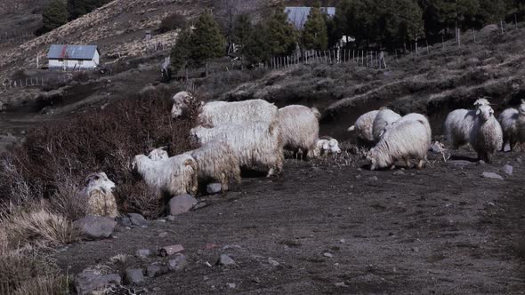 Group of Sheep eating a Bush in Patagonia, Argentina, South America.