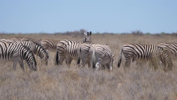 Herd of Zebras on a dry savanna 