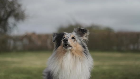 Furry Canine Excitedly Waiting To Play Fetch in the Backyard