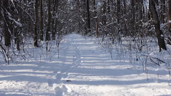 A beautiful walk through the winter forest.