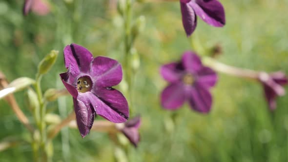 Nicotiana  sanderae  tobacco species flower in the field 4K 2160p 30fps UltraHD footage - Deep purpl