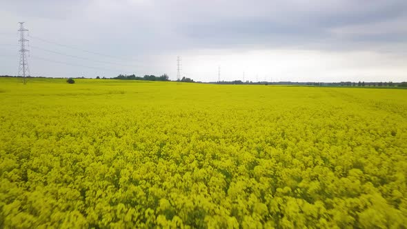 Aerial flyover blooming rapeseed (Brassica Napus) field, flying over lush yellow canola flowers, idy