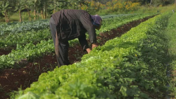 Farmer walks through vegetable crop field, inspecting rows of Green Leaf Lettuce.