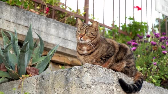 Cat Looking Around and Relaxing