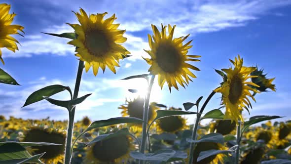 Sunflowers