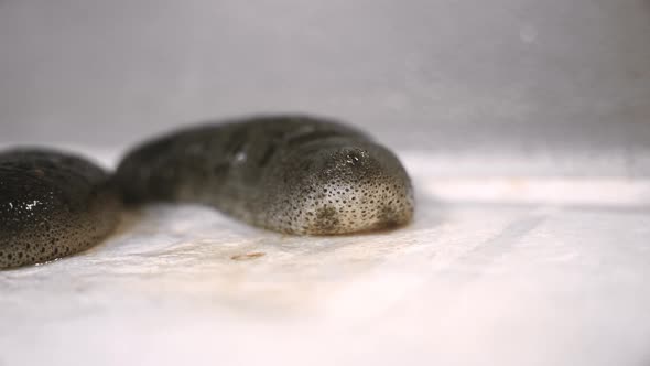 Sea cucumber on a white background.