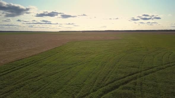 Aerial Motion From Green To Brown Field Under Blue Sky