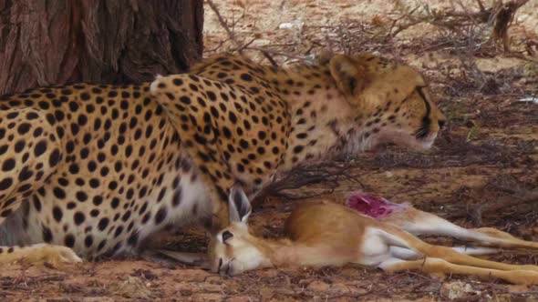 Close Up Of A Hungry Cheetah Feeding On Springbok Then Looks Up To Scout For Threats In Kalahari Des