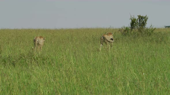 Cheetahs walking in the savannah