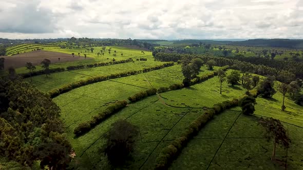 Amazing aerial of tea plantation, known for high quality produce. Kenyan tea is growing in Africa
