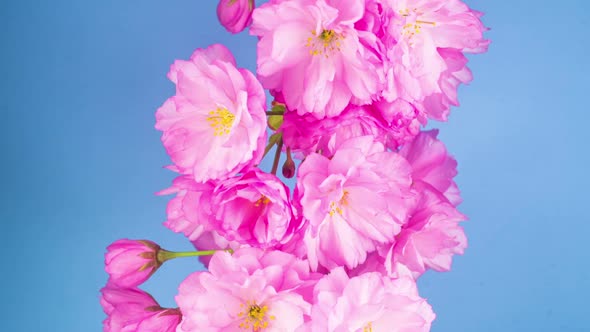 Pink Sakura Tree Flowers