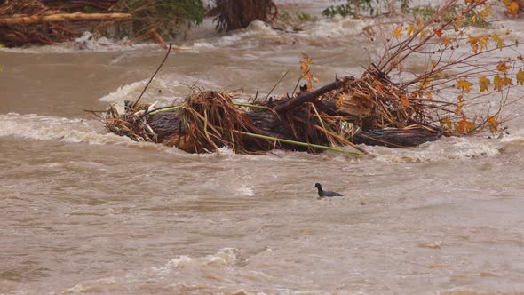 American Coots in flooded LA River after heavy rain