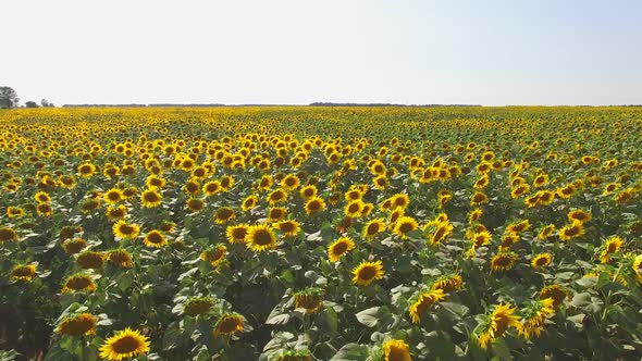 Sunflower Field and Sky.