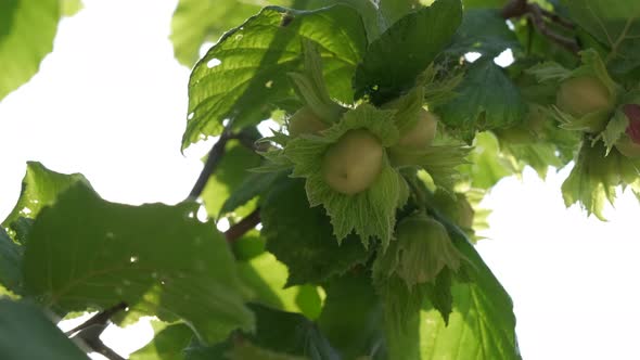 Hazelnut Trees, Close up on Nuts