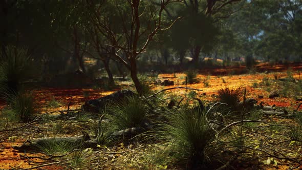 Red Sand Bush with Trees