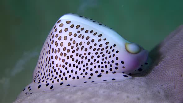 Black spotted cowrie shell close up on leather coral.