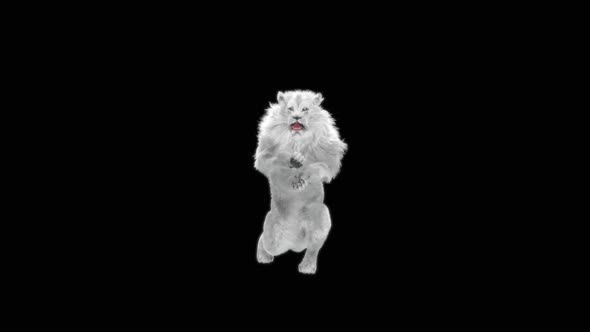 76 White Lion Standing Magic Attack HD