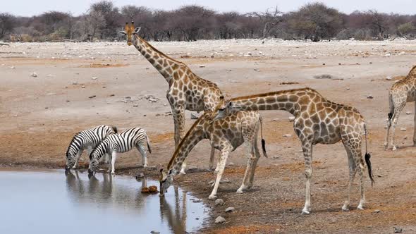 Giraffes and Zebras Drink Water From a Small Pond in Etosha Namibia