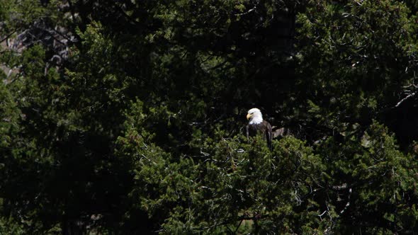 A bald eagle is seen perched on a large pine tree on a windy day.
