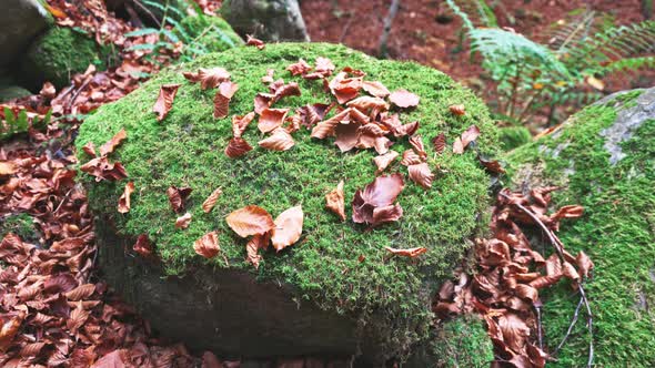 Flying Over Moss Covered Stones in the Autumn Forest on a Cloudy Day