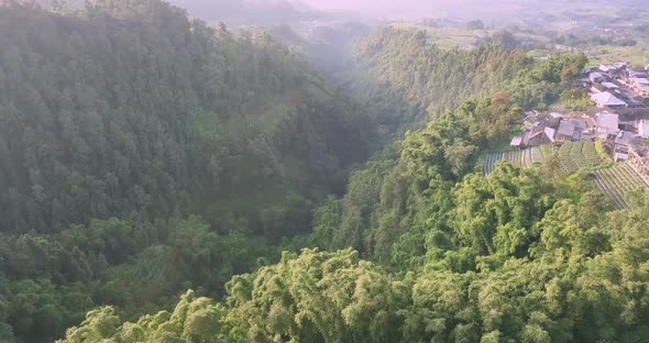 footage of forest on the slopes of a mountain. misty morning in valleys and mountain slopes. dense v