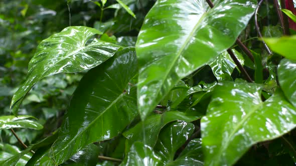 Large Leaf Tropical Plants