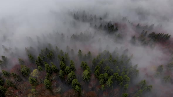 Aerial Camera Pointing Down At Mountain Pine Forest Covered in Fog