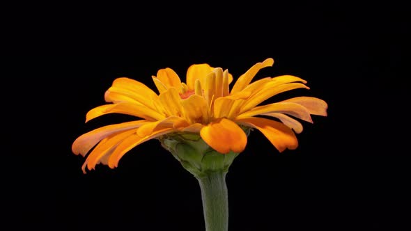 Time Lapse orange Flower Opening