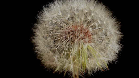 Macro shot of a Dandelion rotating