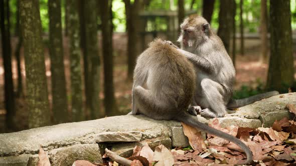 Monkeys in the Forest in Bali