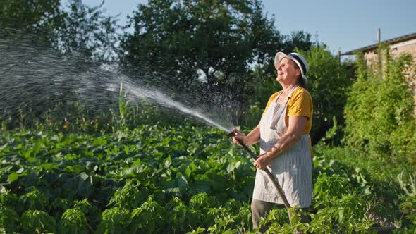 Harvest Charming Elderly Female Farmer Happily Hosing Over a Sprout in a Vegetable Garden on a Sunny