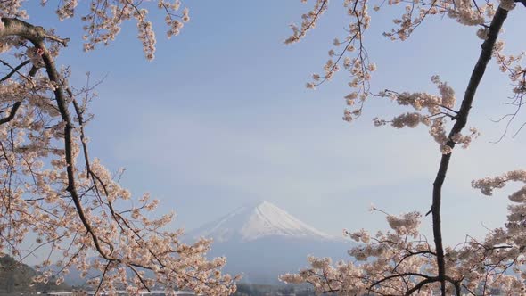 Japan Sakura