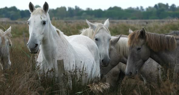 White Camargue horses with foals, occitanie, France