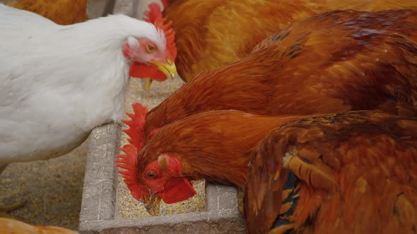 Chickens eating grains on range farm.