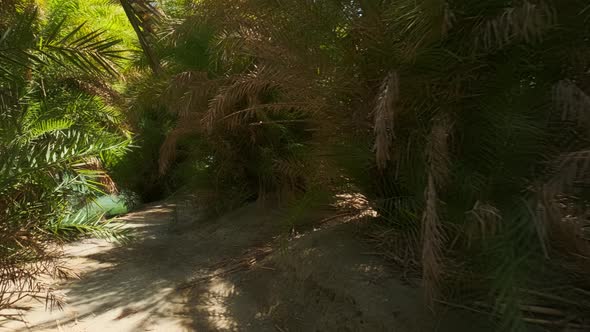 Walking in the Palm Forest. Crete Island, Greece