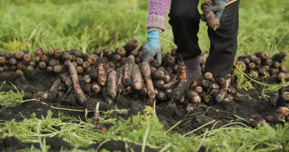 Female Hands Pluck Carrots In The Field And Shake The Ground