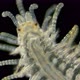 a Sea Ciliary Worm of the Syllidae Family Under a Microscope, Differs in Others By the Presence  - VideoHive Item for Sale